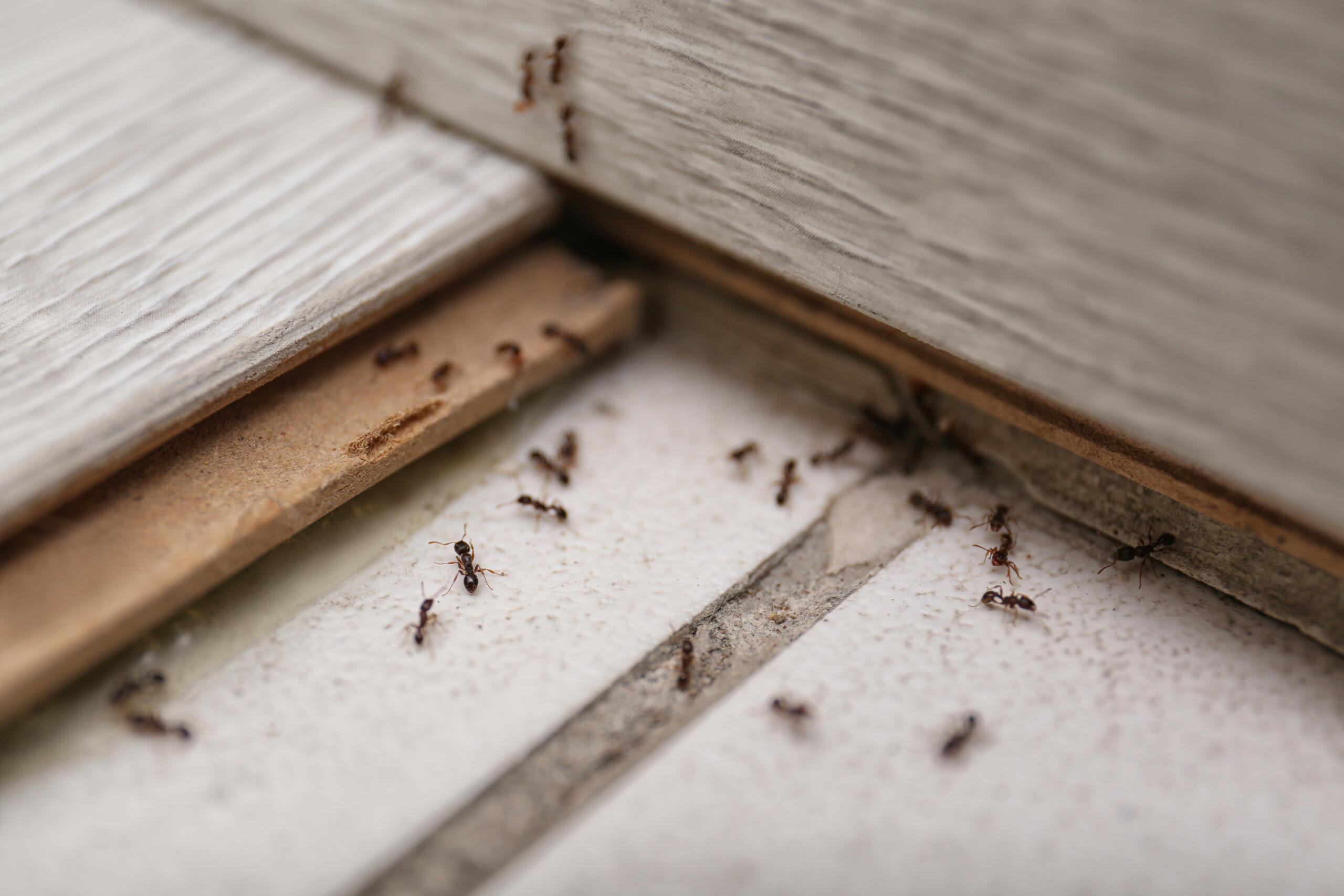 Schädlingsbekämpfung: Rattenfallen Ameisenbekämpfung in Lübeck
